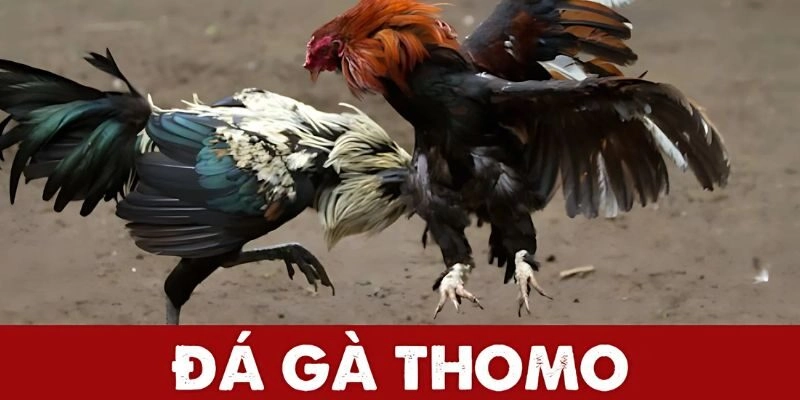Đá gà Thomo
